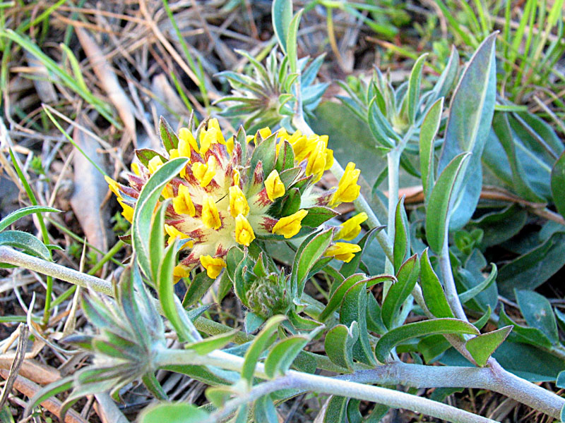 Anthyllis vulneraria subsp. weldeniana (=Anthyllis x adriatica)